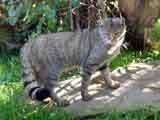 Wildkatzen sind leicht am buschigen Schwanz zu erkennen.